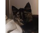 Adopt Larissa a All Black Domestic Shorthair / Mixed cat in Cheyenne