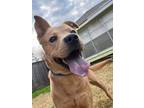 Adopt PONCHO a Tan/Yellow/Fawn Boxer / Carolina Dog dog in Spokane
