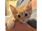 Adopt Papaya (MC) a Orange or Red Domestic Shorthair / Mixed (short coat) cat in