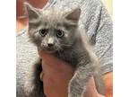 Adopt Mulligan (MC) a Gray or Blue Russian Blue / Mixed (short coat) cat in