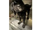Adopt RAINERO a Black Poodle (Miniature) / Mixed dog in Tustin, CA (39186540)