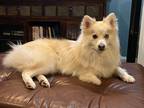 Adopt Skuddle a White Pomeranian / Husky dog in Marne, MI (39189632)