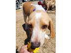 Adopt Elmer a Beagle dog in Windsor, CO (39162693)
