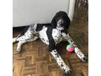 Adopt Guppy a Black - with White Standard Poodle dog in Whitby, ON (39182041)