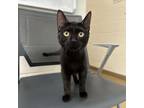 Adopt Asteroid a All Black Domestic Shorthair / Mixed cat in Corpus Christi