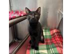 Adopt Eira a All Black Domestic Shorthair / Mixed cat in Corpus Christi
