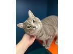 Adopt Chalkboard a Domestic Shorthair / Mixed (short coat) cat in Grand Forks