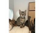 Adopt Jericho a Domestic Shorthair / Mixed cat in Dawson Creek, BC (39189601)