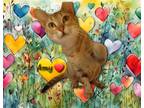 Adopt Amy #nature-lover a Brown Tabby Abyssinian / Mixed (short coat) cat in