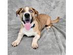 Adopt Freddie a Basset Hound dog in Armonk, NY (39183851)