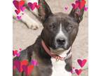 Adopt Annie a White - with Brown or Chocolate American Pit Bull Terrier / Blue