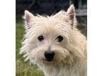 Adopt West Highland Willow a White Westie, West Highland White Terrier / Mixed