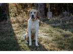 Adopt Trapper a White - with Red, Golden, Orange or Chestnut Great Pyrenees /