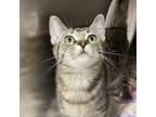 Adopt Fenti a Brown or Chocolate Siamese / Mixed cat in Spokane, WA (39189574)