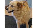 Adopt Lillian a Red/Golden/Orange/Chestnut Golden Retriever / Mixed dog in