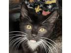 Adopt Manhattan a All Black Domestic Shorthair / Mixed cat in Spokane