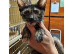 Adopt Mahogany a All Black Domestic Shorthair / Mixed cat in Spokane