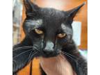 Adopt Janine a All Black Domestic Shorthair / Mixed cat in Spokane