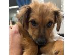 Adopt Big Mac a Brown/Chocolate Collie / Australian Shepherd / Mixed dog in