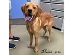 Adopt Mason a Red/Golden/Orange/Chestnut Labrador Retriever / Golden Retriever /