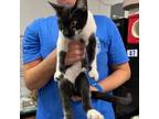 Adopt Two Spot a All Black Domestic Shorthair / Mixed cat in Midland