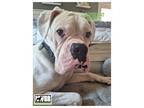 Adopt Boscue a White Boxer / Mixed dog in Woodinville, WA (39180768)