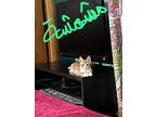 Adopt Meshmesha a Spotted Tabby/Leopard Spotted Egyptian Mau (short coat) cat in