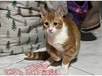 Adopt Semsema a Orange or Red Egyptian Mau cat in Manchester, NH (39189555)