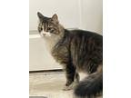 Adopt Monty a Spotted Tabby/Leopard Spotted Maine Coon cat in Modesto