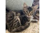 Adopt Zelda PW a Brown or Chocolate Domestic Mediumhair / Mixed cat in