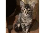 Adopt Zsa Zsa PW a Brown or Chocolate Domestic Mediumhair / Mixed cat in