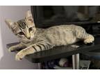 Adopt Samira SoKe a Gray, Blue or Silver Tabby Domestic Shorthair / Mixed (short