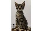 Adopt Sion SoKe a Gray, Blue or Silver Tabby Domestic Shorthair / Mixed (short