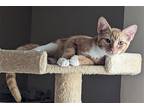 Adopt Sunny Sandler a Orange or Red (Mostly) Domestic Shorthair / Mixed (short