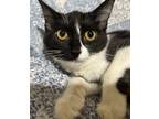 Adopt Meadow Grae a Black & White or Tuxedo Domestic Mediumhair / Mixed (medium