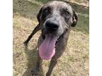 Adopt Colossus a Black Great Dane / Catahoula Leopard Dog / Mixed dog in