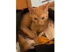 Adopt Darren a Orange or Red Domestic Shorthair / Mixed (short coat) cat in