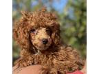 Adopt Billy a Poodle (Toy or Tea Cup) / Mixed dog in St. Paul, MN (39189452)