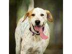 Adopt Zoey a White - with Tan, Yellow or Fawn Pointer / Mixed dog in Nashville