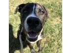 Adopt Pinguin a Brindle Boxer / Mountain Cur / Mixed dog in Nashville