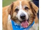 Adopt PUMBAH a Collie / St. Bernard / Mixed dog in Wintersville, OH (39128445)