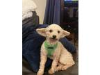 Adopt Rock a White Poodle (Miniature) / Mixed dog in Sedalia, CO (39187403)