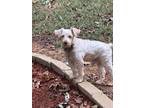 Adopt Hennisee a White Miniature Schnauzer / Mixed dog in Milton, GA (39184914)