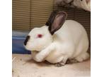Adopt Sally (mcas) a Californian / Mixed rabbit in Troutdale, OR (39188540)