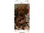 Adopt Roscoe a Dachshund / Mixed dog in Greensboro, NC (39189409)