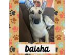 Adopt Daisha a Tan/Yellow/Fawn - with Black German Shepherd Dog / Mixed dog in