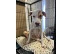 Adopt Liza a Brown/Chocolate - with White Pointer / Pit Bull Terrier dog in