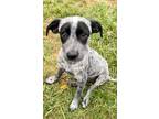 Adopt Cookies and Cream (CC) a White - with Black Australian Cattle Dog /
