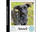 Adopt Ansel 090923 a Brindle - with White Hound (Unknown Type) / Mountain Cur