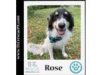 Adopt Rose 090923 a Black - with White Great Pyrenees / Australian Shepherd dog
